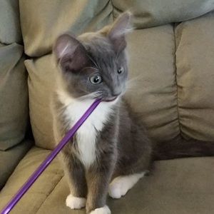 Meet your Posher, Kali